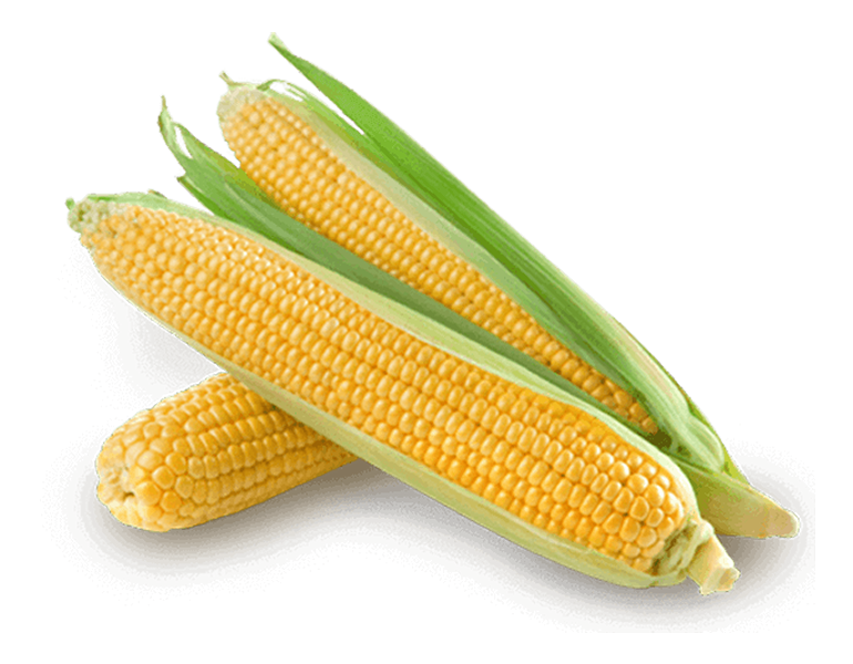 Corn ingredient