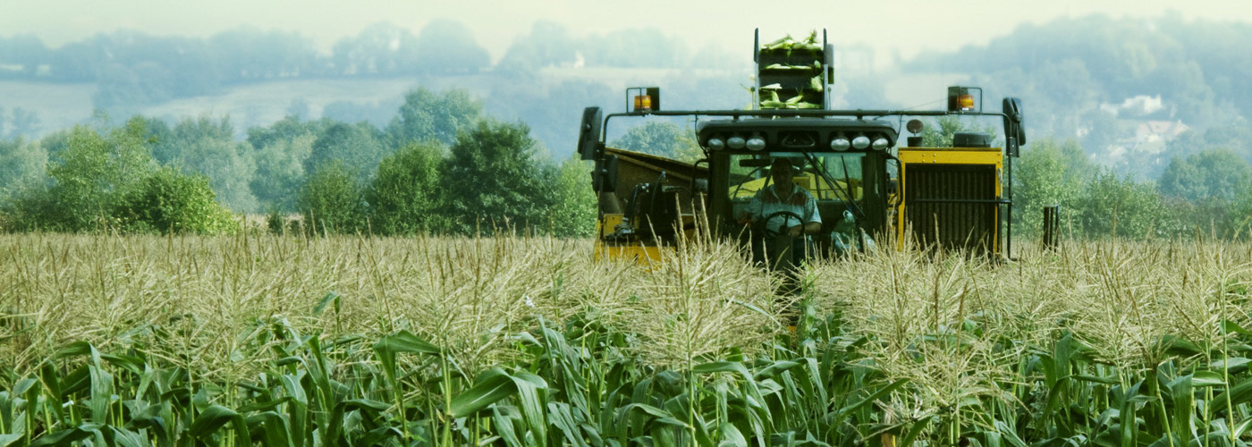 Tractor in cornfield